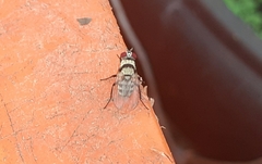 Anthomyia illocata
