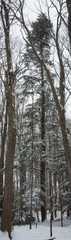 Tsuga canadensis