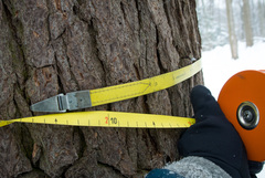 Tsuga canadensis