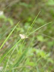 Paratalanta pandalis