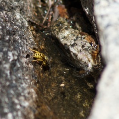 Vespula sulphurea