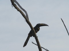 Pteroglossus pluricinctus