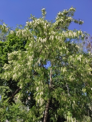 Robinia pseudoacacia