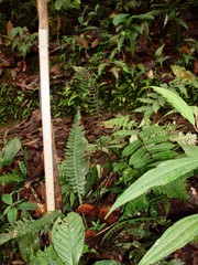 Blechnum wardiae