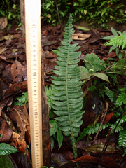 Blechnum wardiae