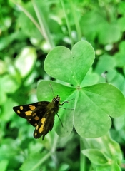 Metisella