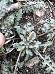 Pedicularis semibarbata
