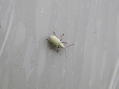 Phyllobius roboretanus