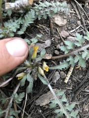 Pedicularis semibarbata
