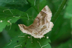Metarranthis refractaria