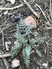 Pedicularis semibarbata