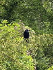 Corvus corone