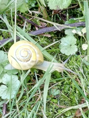 Cepaea hortensis