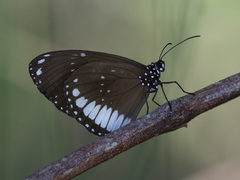 Euploea eichhorni
