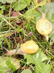 Cepaea hortensis