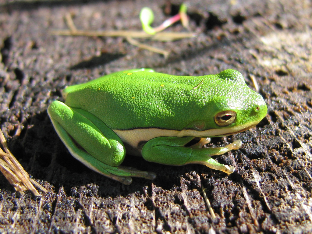 Can the Squirrel Tree Frog Be Cream Colored 