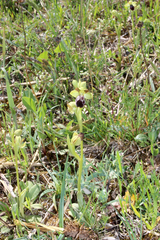 Ophrys vasconica