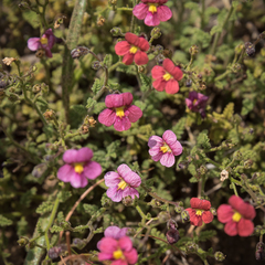 Jamesbrittenia breviflora
