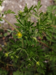 Potentilla supina
