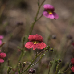 Jamesbrittenia breviflora