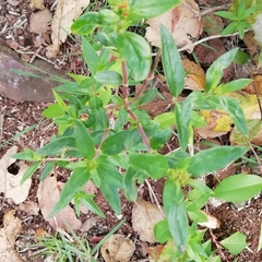Bouvardia ternifolia
