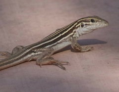 Aspidoscelis uniparens