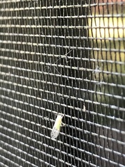 Cacopsylla annulata