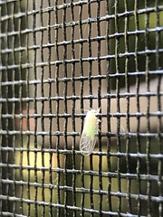 Cacopsylla annulata