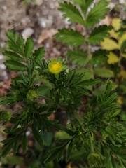 Potentilla supina