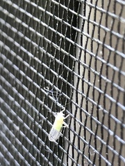 Cacopsylla annulata