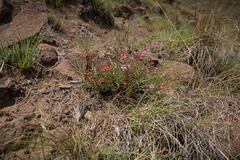 Jamesbrittenia breviflora