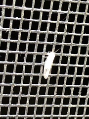 Cacopsylla annulata