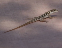 Aspidoscelis uniparens