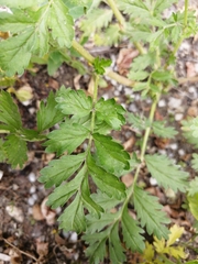 Potentilla supina