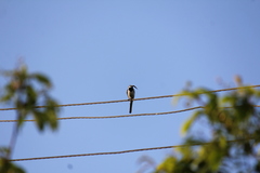 Motacilla alba