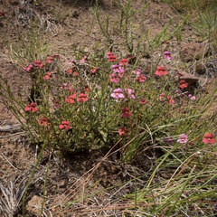 Jamesbrittenia breviflora