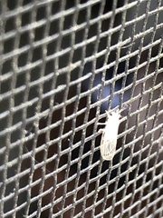 Cacopsylla annulata
