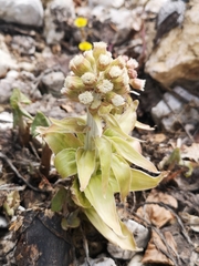 Petasites paradoxus