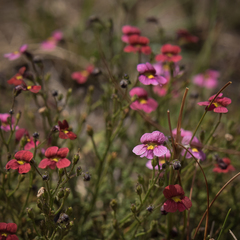 Jamesbrittenia breviflora