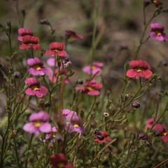 Jamesbrittenia breviflora