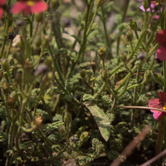 Jamesbrittenia breviflora
