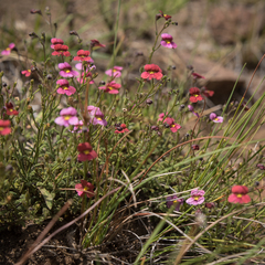Jamesbrittenia breviflora