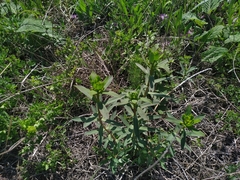 Euphorbia stepposa