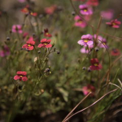 Jamesbrittenia breviflora