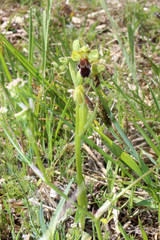 Ophrys vasconica