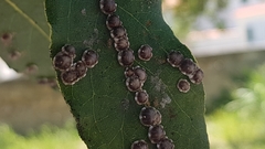 Ceroplastes japonicus