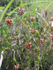 Erica carnea