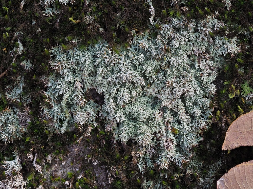 Knobby Moss-wart