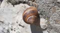 Helix cincta