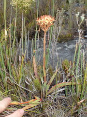 Dilatris viscosa